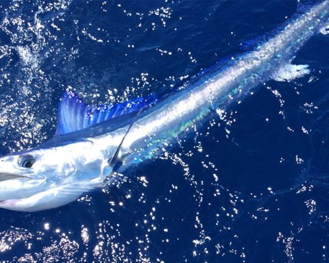 traina d'altura ai tonni regole pescato bluefin