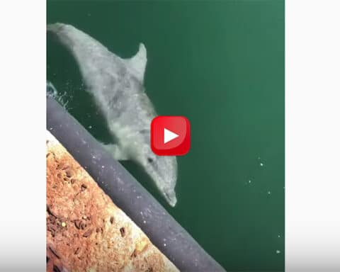 delfini nei porti