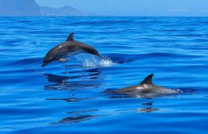 delfini nei porti mare