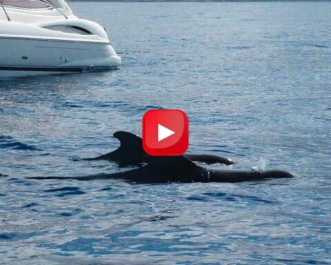 orche assalto yacht
