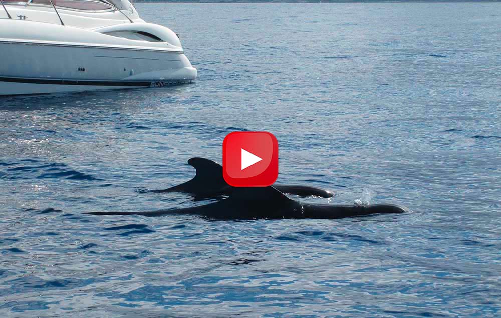 orche assalto yacht