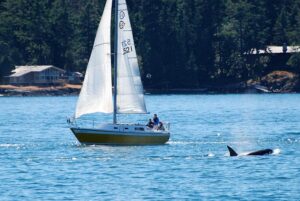 orche assalto yacht barca a vela