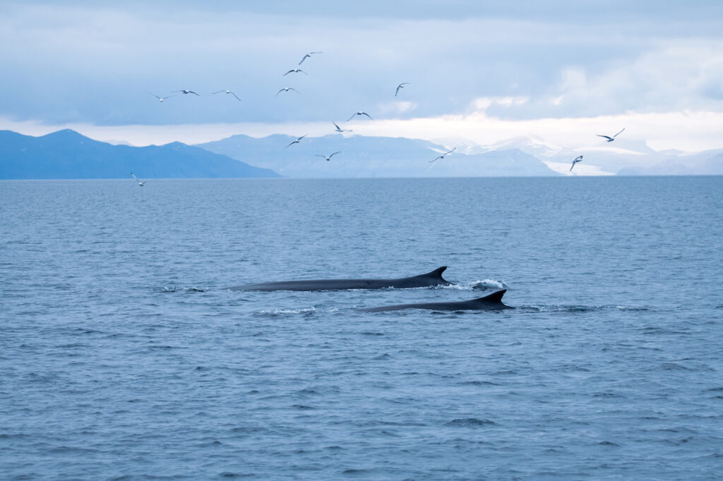 Two-Fin-whales-swimming-off-the-coast-of-Svalbard_Photo-Thomas-Griesbeck