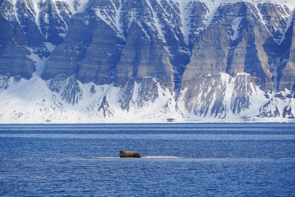 Walrus-resting-on-ice-pack-in-Svalbards-waters_Photo-Daniel-John-Benton
